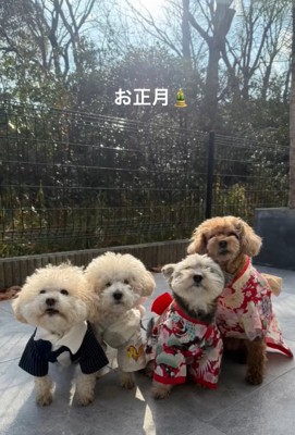 晴れ着姿のわんこたち