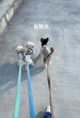 散歩する3匹