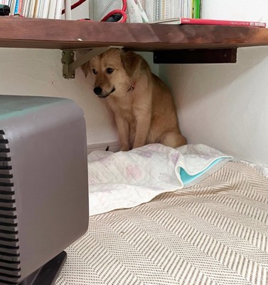 隅で震える犬