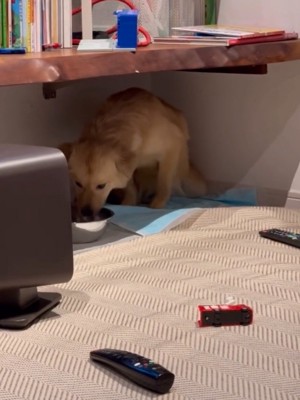 水を飲む犬2