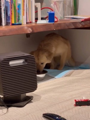 水を飲む犬
