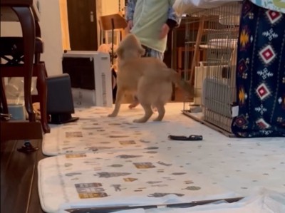 はしゃぐ犬