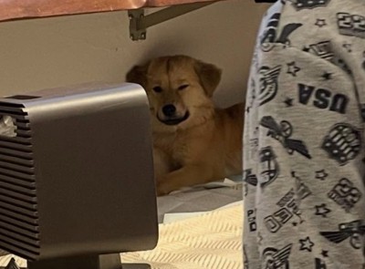 奥で休む犬2