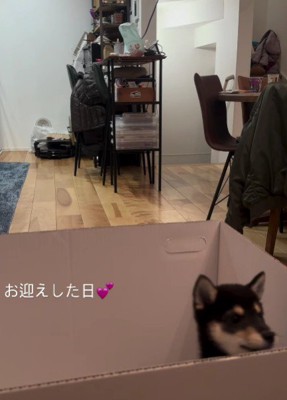 「あるサプライズ」