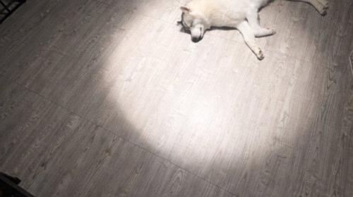 福丸くんの寝姿