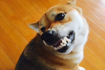 歯をむき出して怒る柴犬