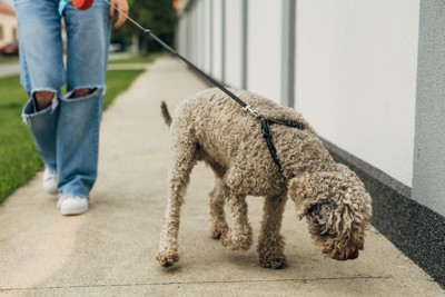 散歩中に地面を嗅ぐ犬