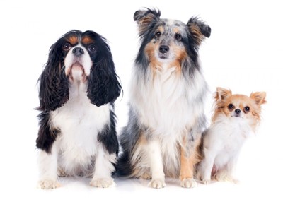 耳の形や犬種が異なる3頭の犬