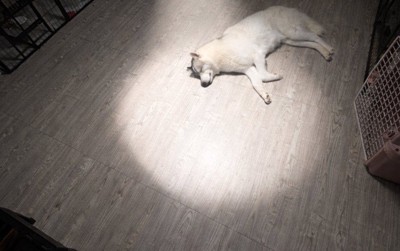 これって…まさか…？