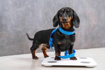 メジャーを体に巻いて体重計に乗っている犬