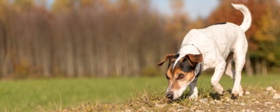 地面の匂いを嗅ぐ犬