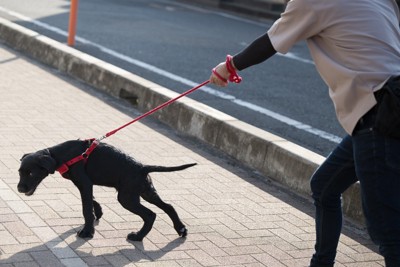黒い犬、赤いリード