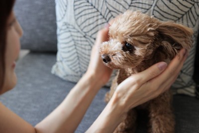 犬の顔周りを撫でようとする女性