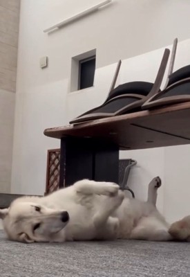 もっと撫でてほしいナオちゃん