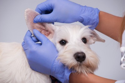 獣医師に耳をチェックされている犬