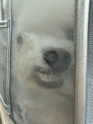 別犬