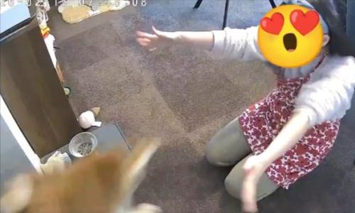 猛スピード