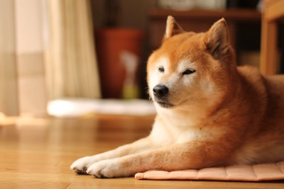 穏やかな表情でリラックスする柴犬