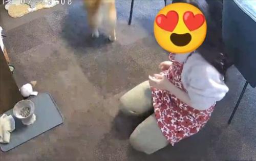 これが柴
