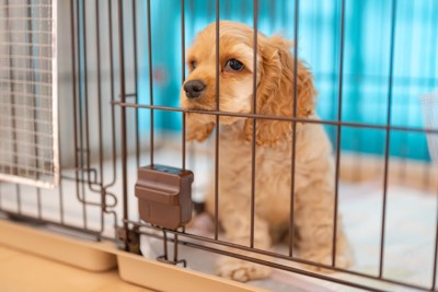 ケージに入る子犬