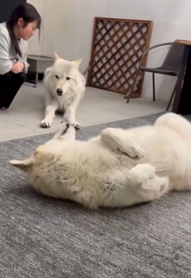 クンくんのそばにやってきたお姉ちゃん