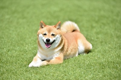 笑顔で伏せる柴犬