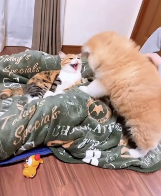 ブチギレ!!