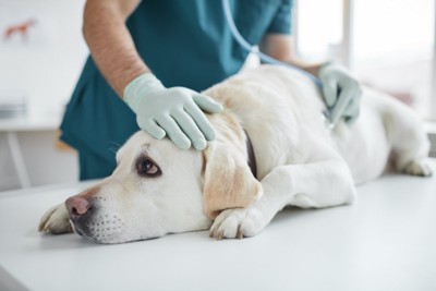 獣医師に撫でられる犬