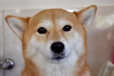 柴犬顔のアップ