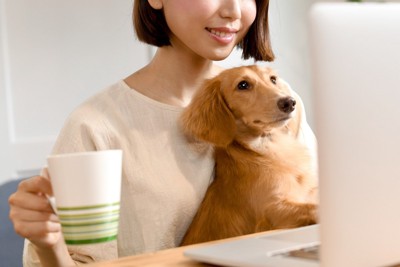 抱っこ、ダックス
