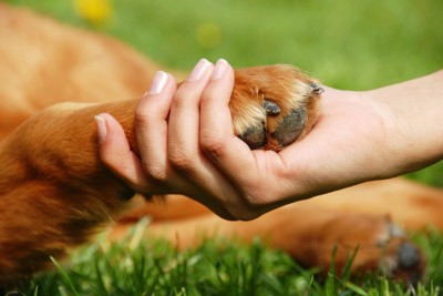 犬の手をにぎる