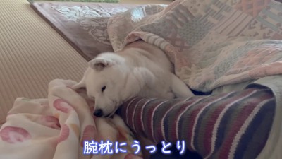 腕枕にうっとりするあいちゃん