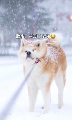 実はお散歩は4回目（笑）