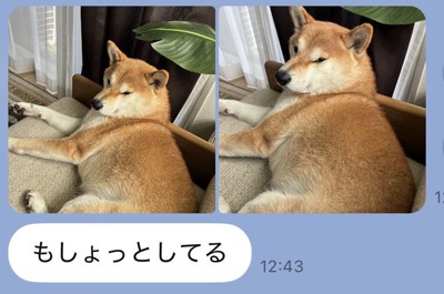 もしょっとしてる