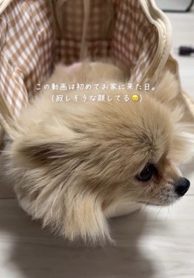 部屋の中を見まわす犬