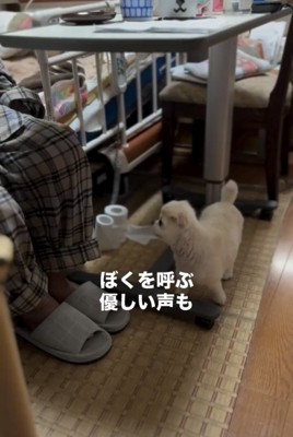 人のそばで見上げる犬