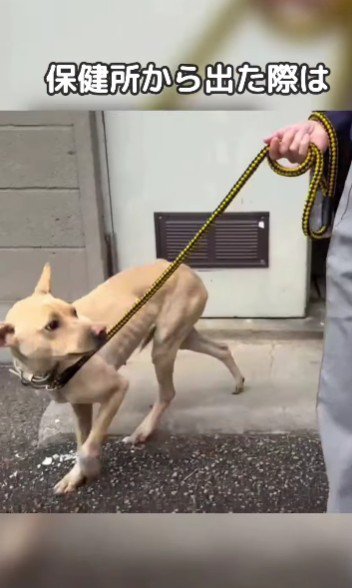 衰弱して保護された…