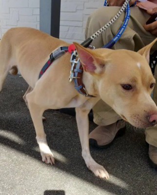 フィラリア症が発覚