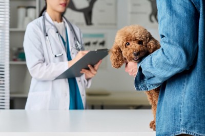 問診を受ける犬と飼い主