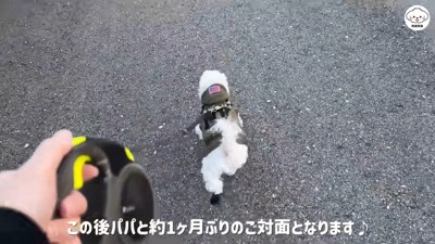 軽やかな足取りでトコトコ♪