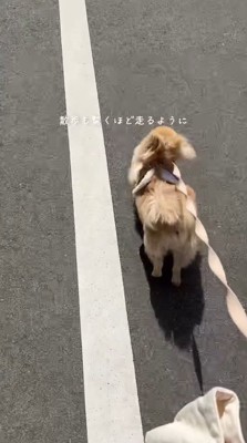 道路を駆ける犬