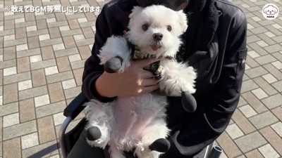 大人しく抱っこされているナナくん