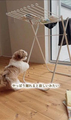 おもちゃを干した時のちゃぽちゃん8