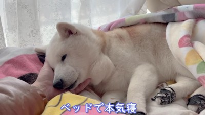 自分のベッドへ