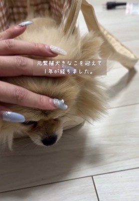 犬の頭を撫でる女性