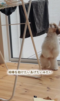 おもちゃを干した時のちゃぽちゃん5