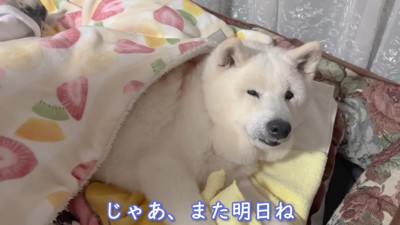 眠そうな表情でおやすみ…