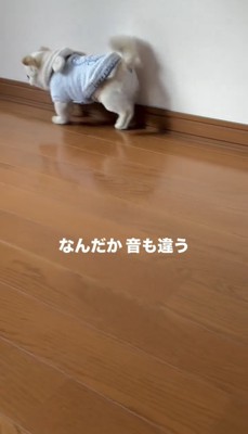 壁ぎわを確かめながら歩く犬