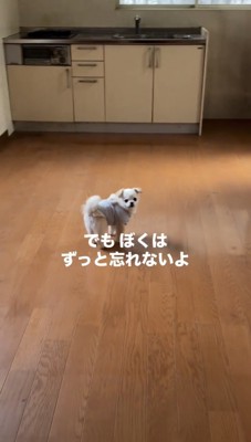 何もない部屋で振り返る犬