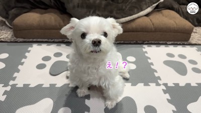 「え！パパに会えるの？」